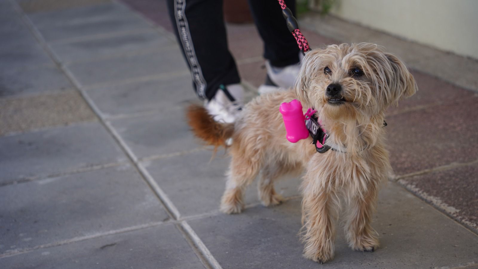 A MOVER LAS PATITAS: VILLA ALEMANA TRAE LA PRIMERA EXPO MUNDO CANINO