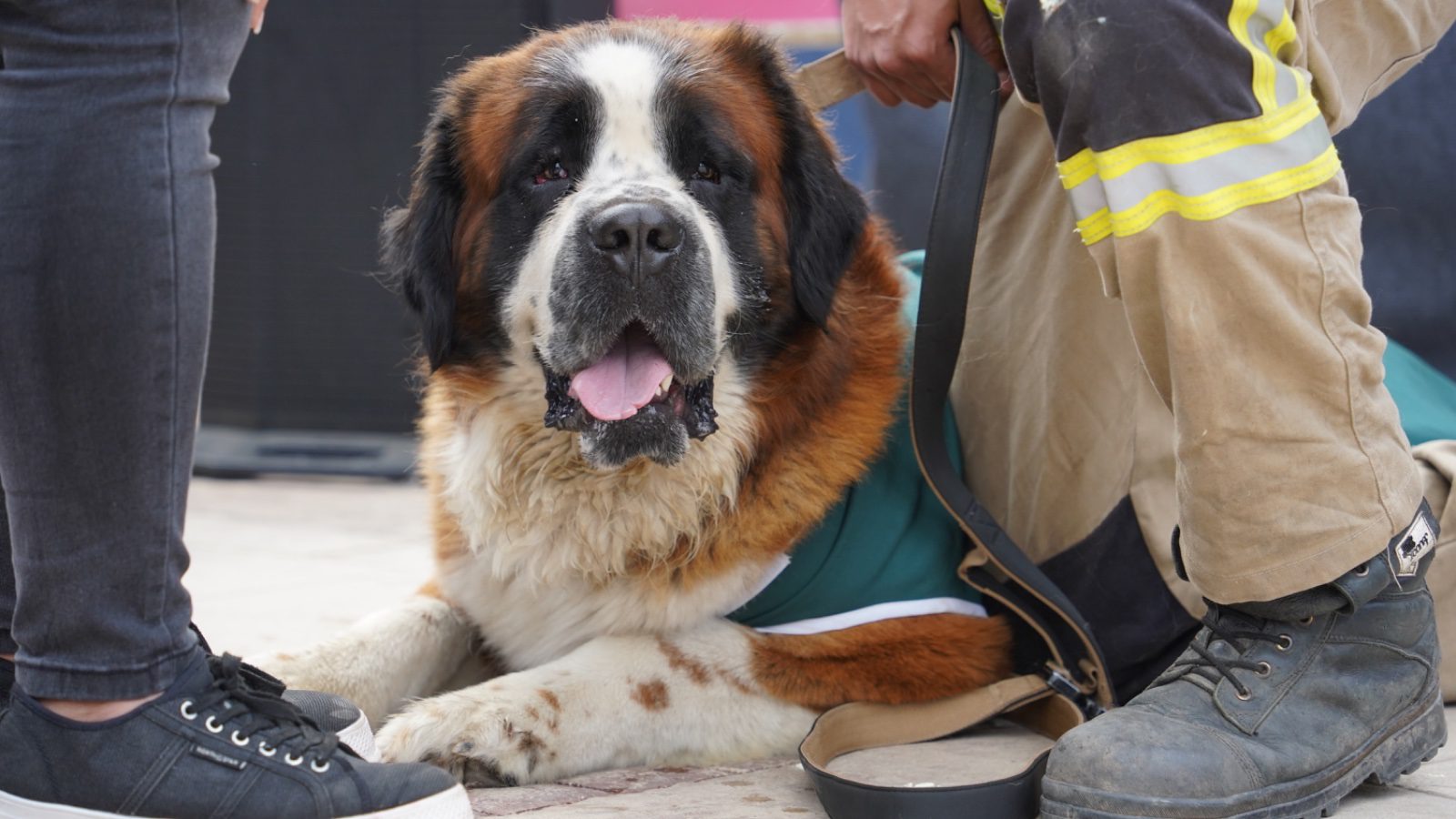 PRIMERA GRAN EXPO MUNDO CANINO CONVOCÓ A MÁS DE 500 VILLALEMANINOS Y SUS MASCOTAS